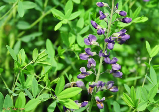 Baptisia australis - blue false indigo
