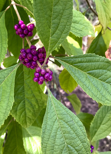 Callicarpa americana - American beautyberry