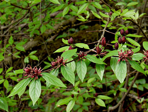Calycanthus floridus - sweetshrub