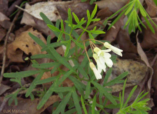Cardamine dissecta - Forkleaf Toothwort