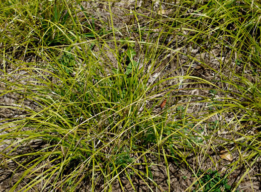 Carex cherokeensis - sedge, Cherokee