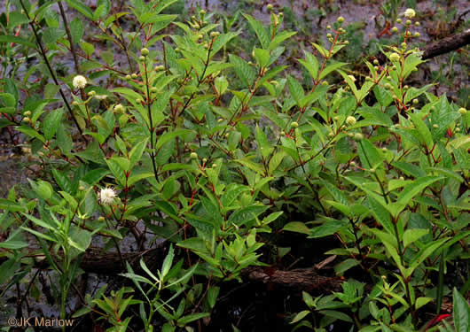 Cephalanthus occidentalis - buttonbush