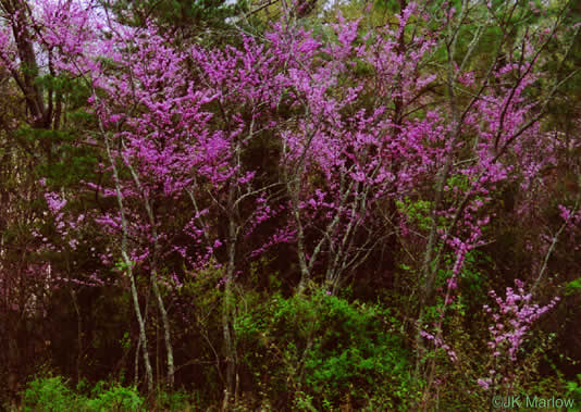 Cercis canadensis - eastern redbud