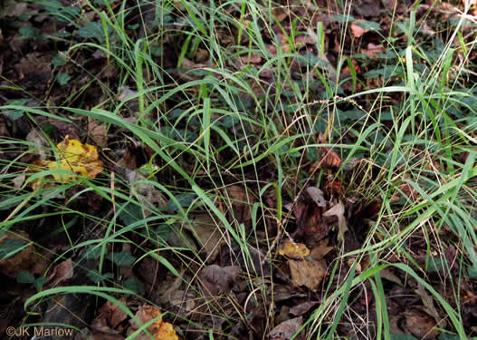Chasmanthium laxum - Grass, Slender Woodoats