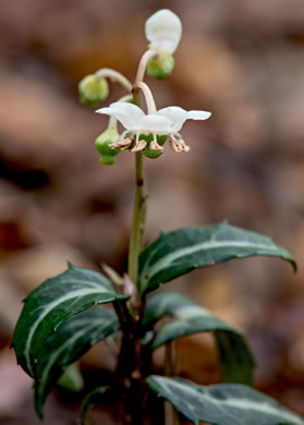 Chimaphila maculata - Spotted Pipsissewa, Spotted Wintergreen