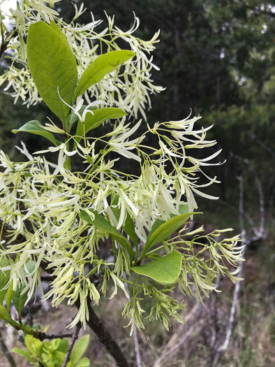 Chionanthus virginicus - fringetree