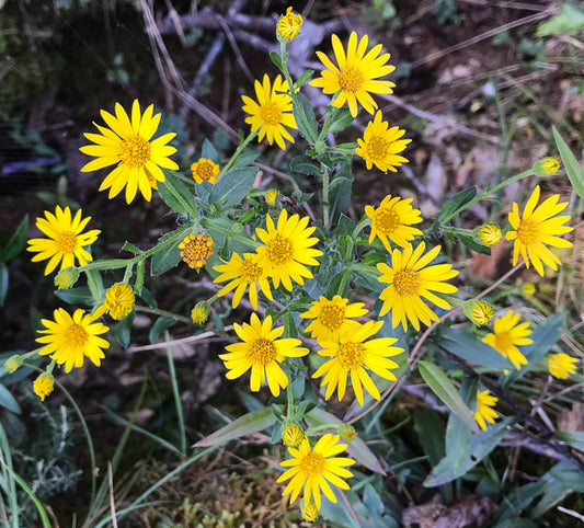 Chrysopsis mariana - Maryland goldenaster