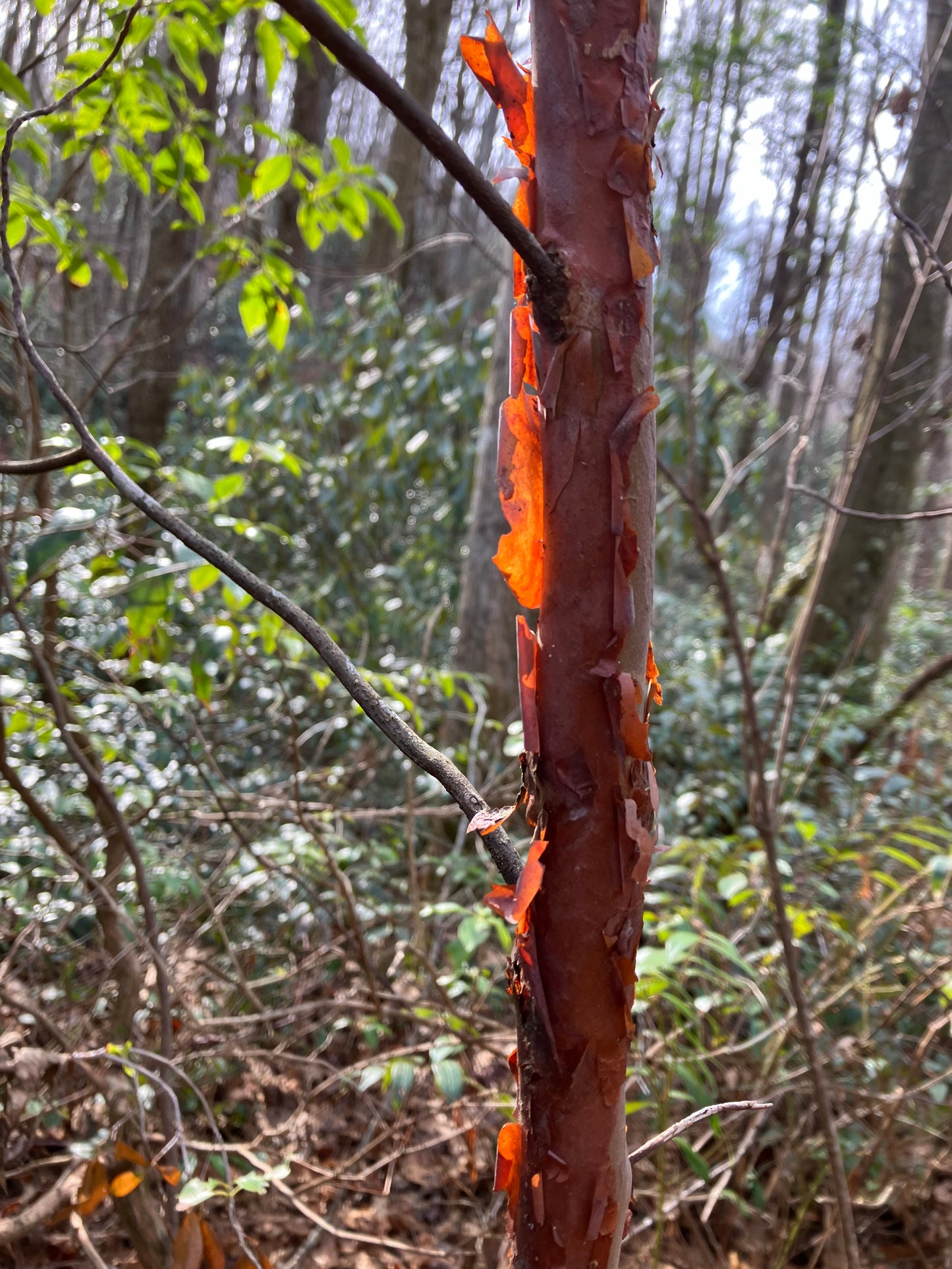 Clethra acuminata - mountain pepperbush