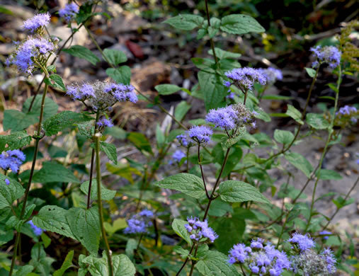 Conoclinium coelestinum - blue mistflower
