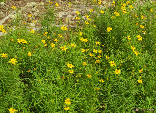 Coreopsis grandiflora - large-flowered tickseed