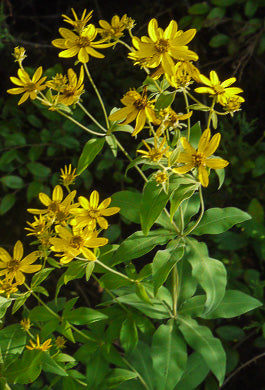 Anacis major - tickseed, greater