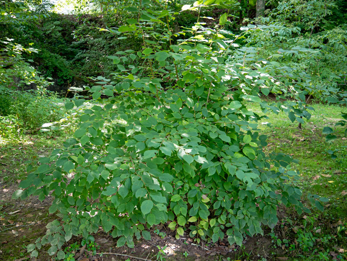 Corylus americana - American hazelnut