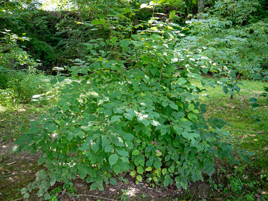 Corylus americana - American hazelnut