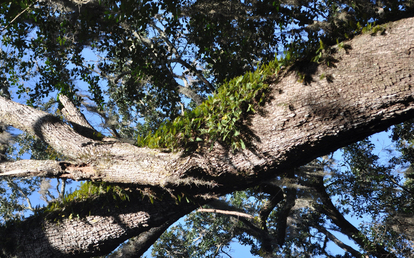 Pleopeltis michauxiana - resurrection fern