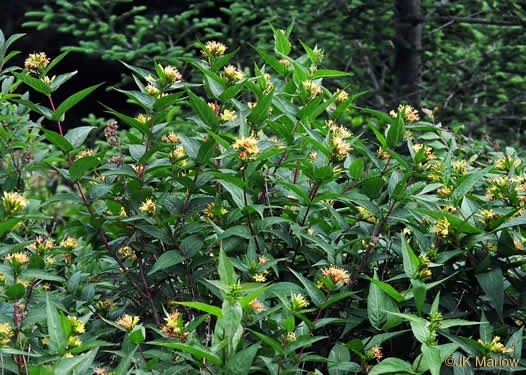 Diervilla sessilifolia - bush honeysuckle