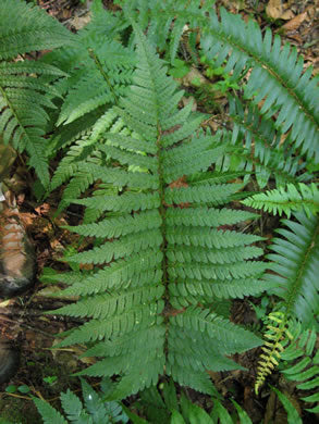 Dryopteris celsa - log fern