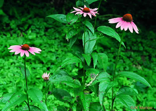 Echinacea purpurea - purple coneflower