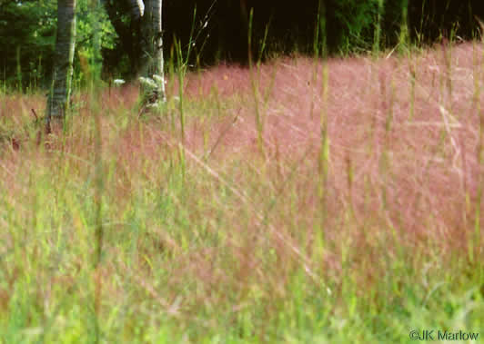 Eragrostis spectibilis - Grass, Purple Lovegrass