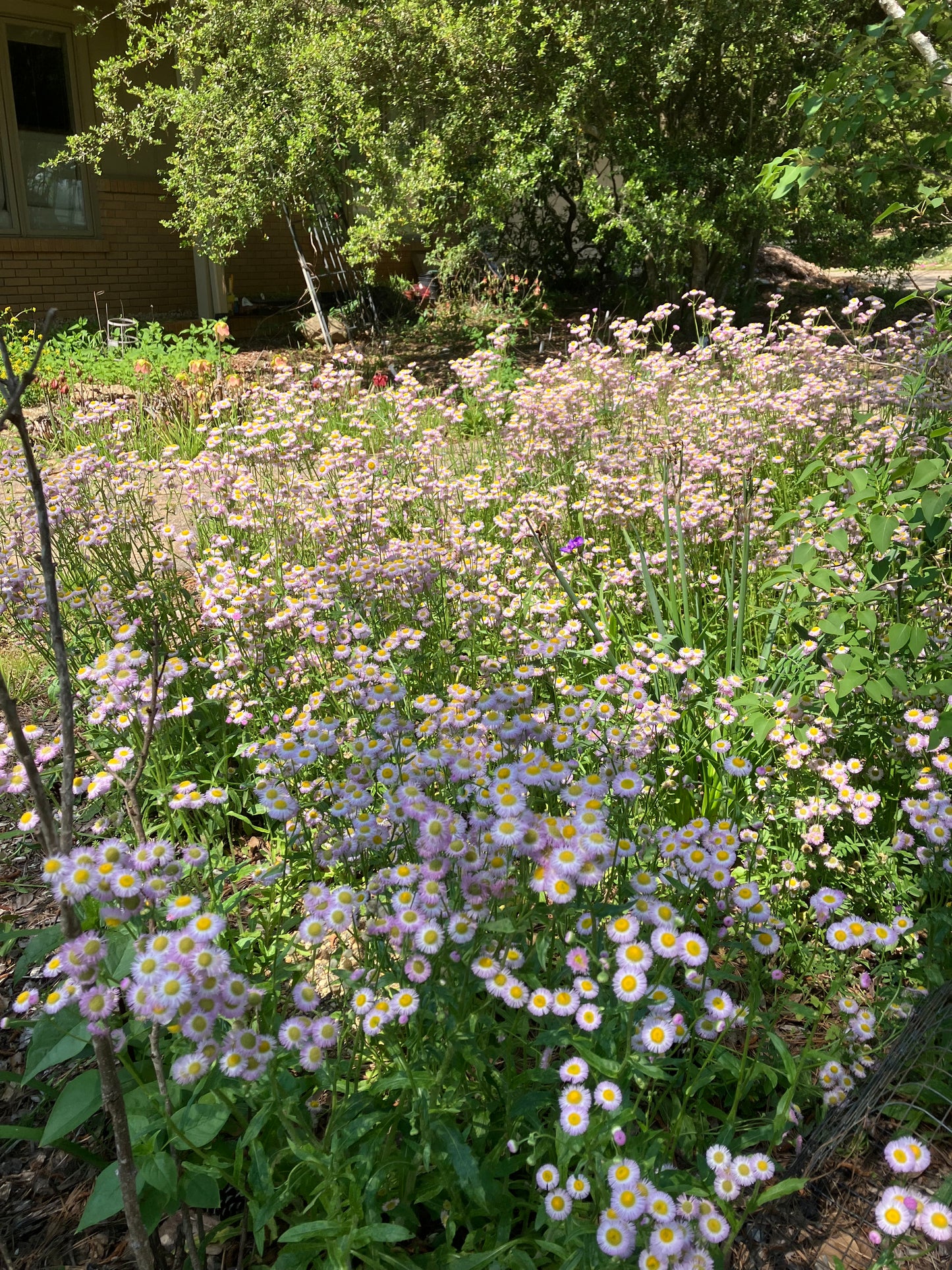 Erigeron philadelphicus 'Susan' - Susan Philadelphia fleabane