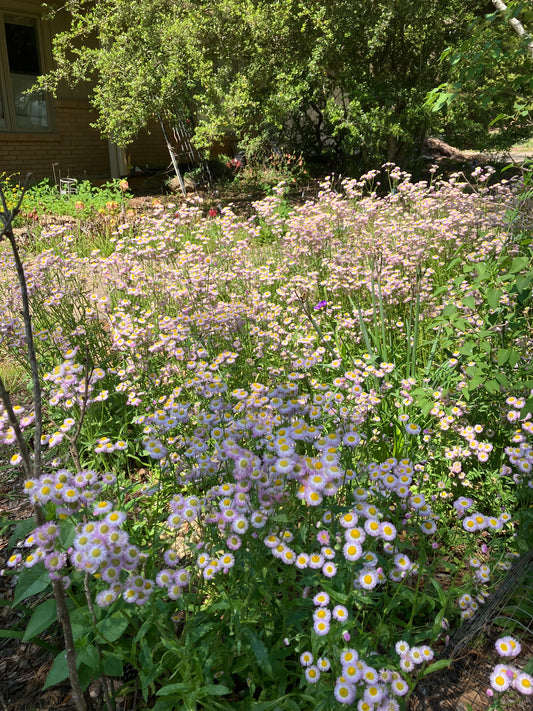 Erigeron philadelphicus 'Susan' - Susan Philadelphia fleabane