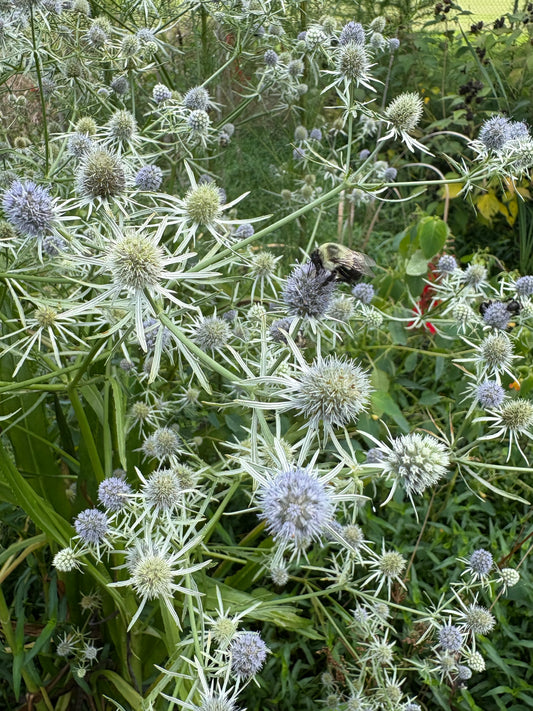 Eryngium integrifolium - savanna eryngo