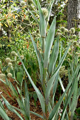 Eryngium yuccifolium - rattlesnake master