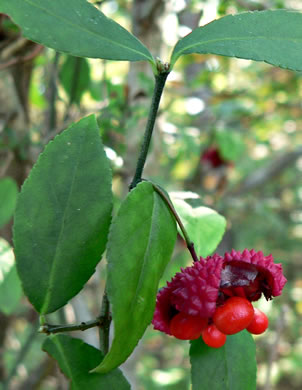 Euonymus americanus - strawberry bush, Hearts-a-Bustin'