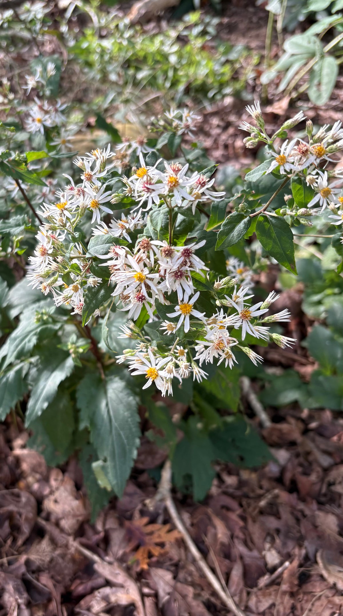 Eurybia divaricata - Aster, White Wood