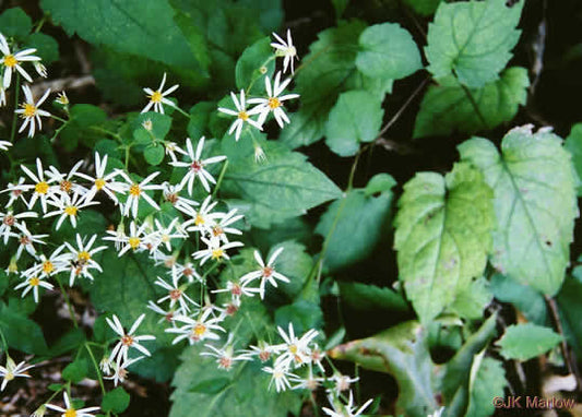 Eurybia divaricata - Aster, White Wood