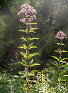 Eutrochium fistulosum - Joe-Pye Weed