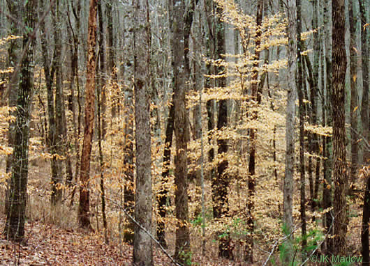 Fagus grandifolia -American beech