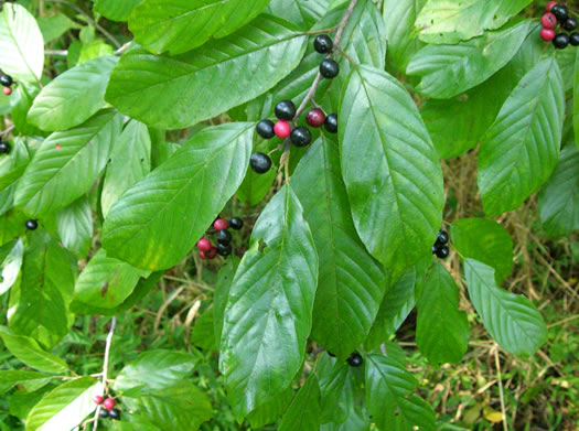 Frangula caroliniana - buckthorn, Carolina