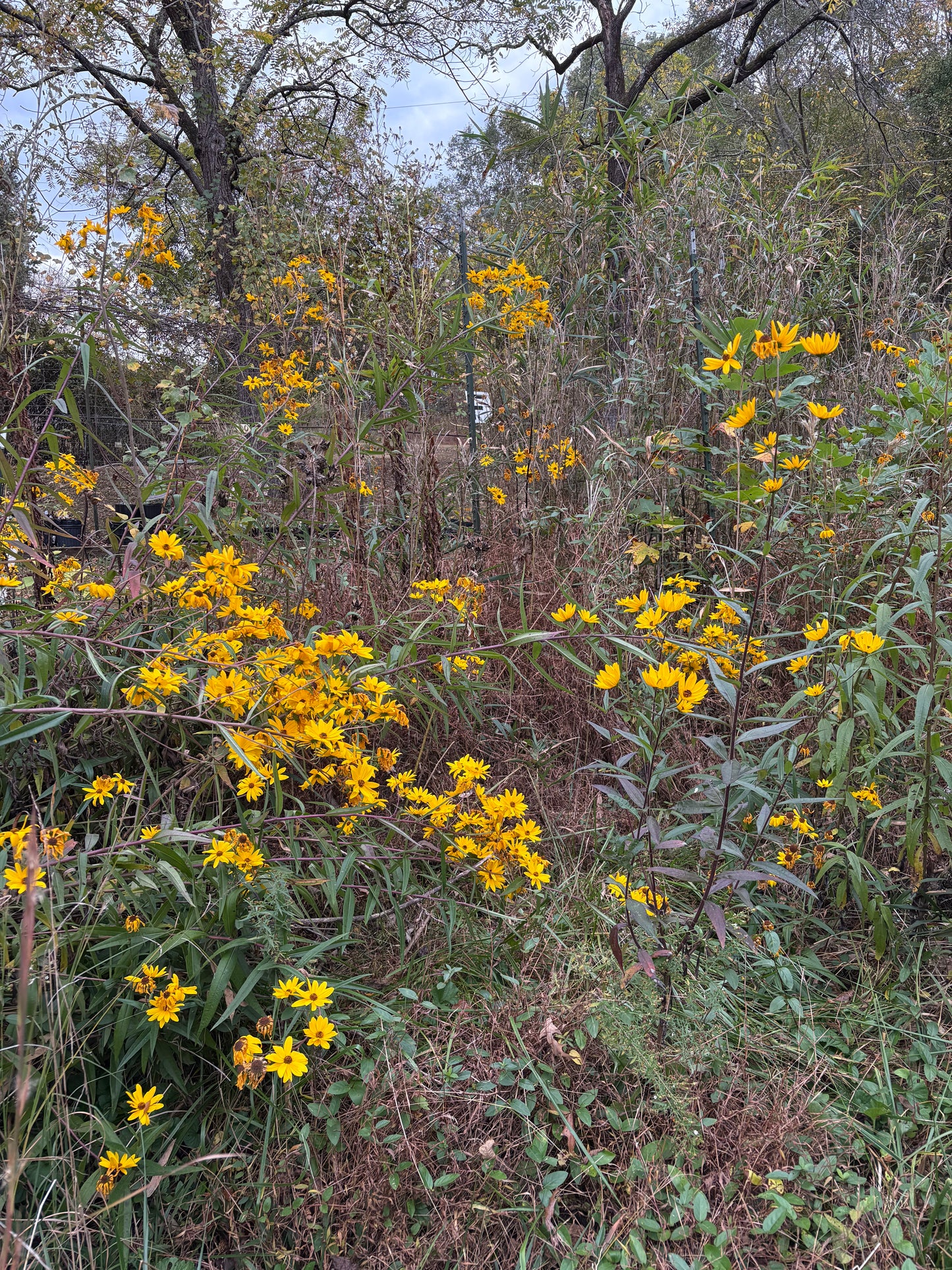 Helianthus simulans - sunflower, muck
