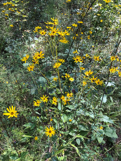 Helianthus atrorubens - Sunflower, Purpledisc