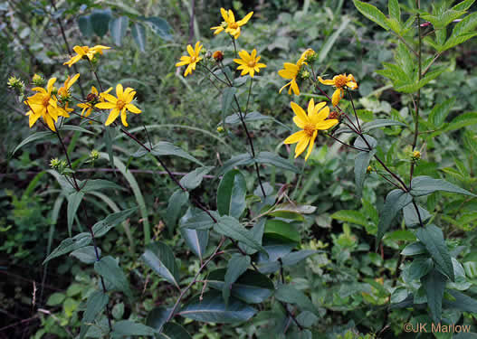 Helianthus divaricatus - Sunflower, Rough