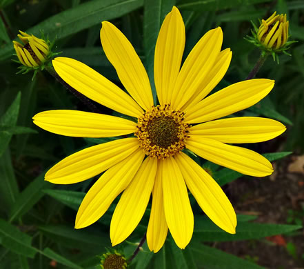 Helianthus giganteus - sunflower, tall