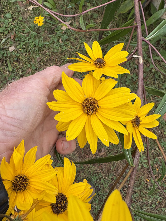 Helianthus simulans - sunflower, muck
