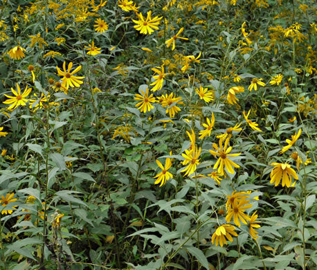 Helianthus tuberosus - Jerusalem artichoke