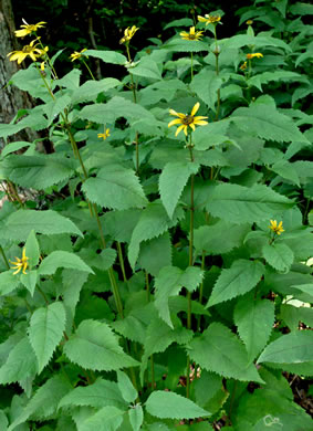 Heliopsis helianthoides - sunflower, oxeye
