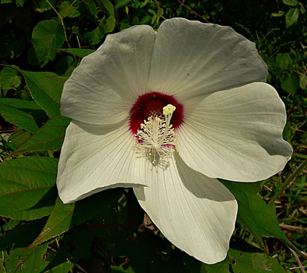 Hibiscus moscheutos - Rose Mallow, Swamp