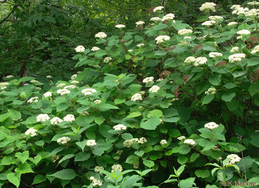 Hydrangea arborescens - smooth hydrangea
