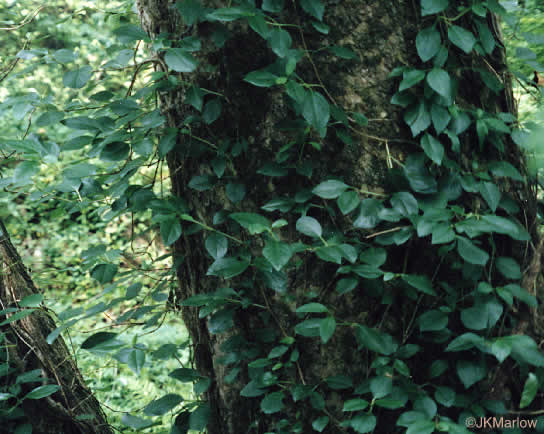 Hydrangea barbara - climbing hydrangea