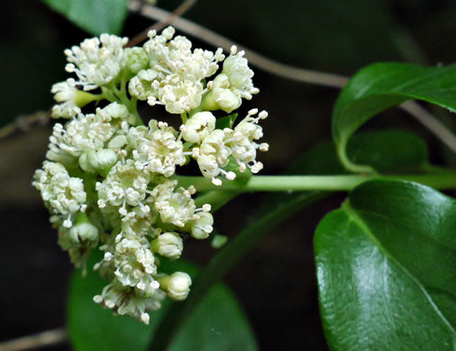 Hydrangea barbara - climbing hydrangea