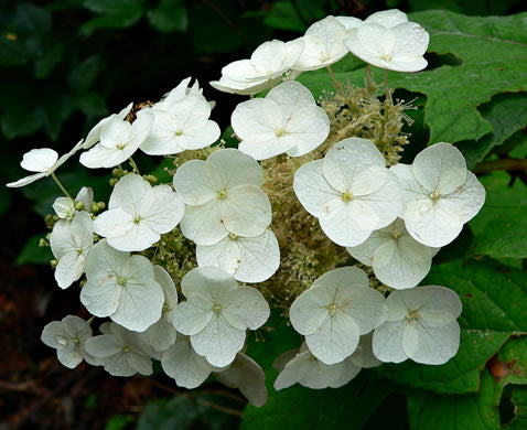 Hydrangea quercifolia - oakleaf hydrangea