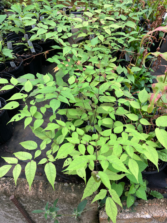 Aralia spinosa - Devil's walking stick
