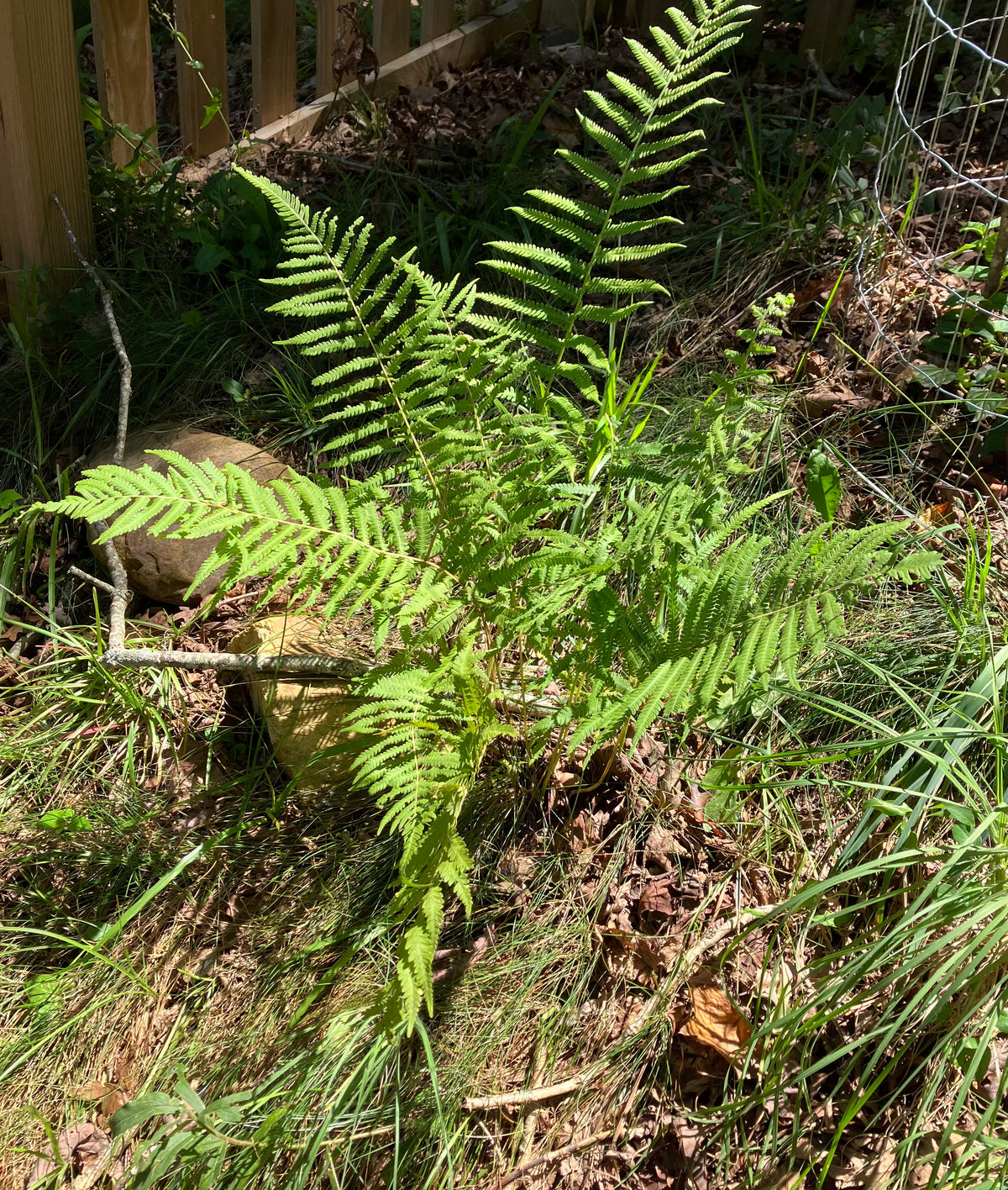 Pelazoneuron kunthii - Fern, southern shield