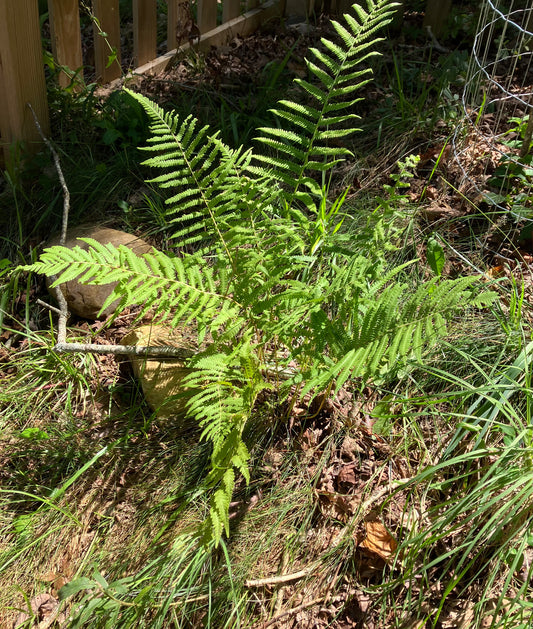Pelazoneuron kunthii - Fern, southern shield