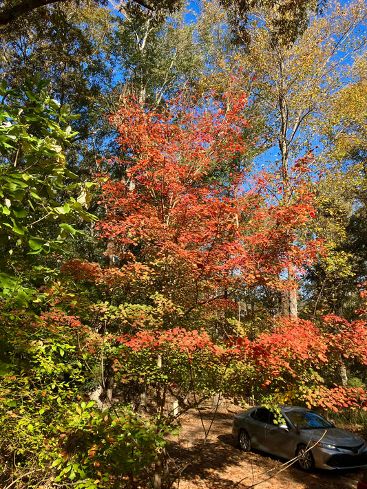 Acer leucoderme - maple, chalk