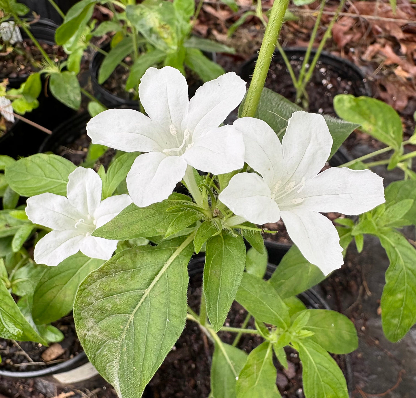 Ruellia caroliniensis 'Catrina' - white Carolina petunia