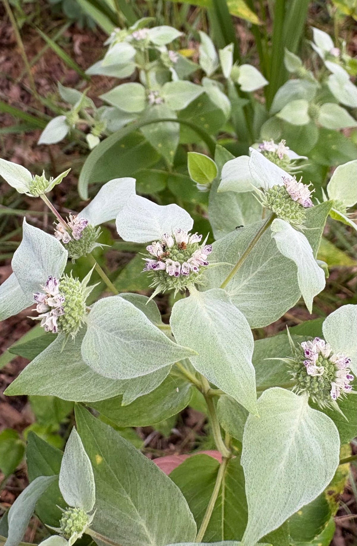 Pycnanthemum muticum - blunt mountain mint